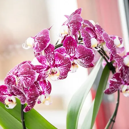 Kaliva * Bullay